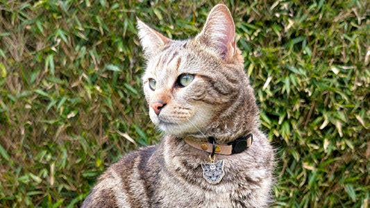Le guide ultime pour protéger votre chat avec un collier anti-étranglement