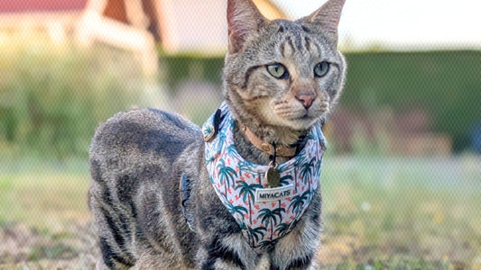 Comment choisir le harnais parfait pour son chat ?