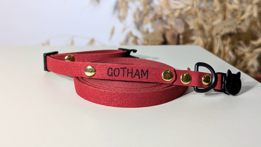 Collier pour chaton : à partir de quel âge et lequel choisir ?