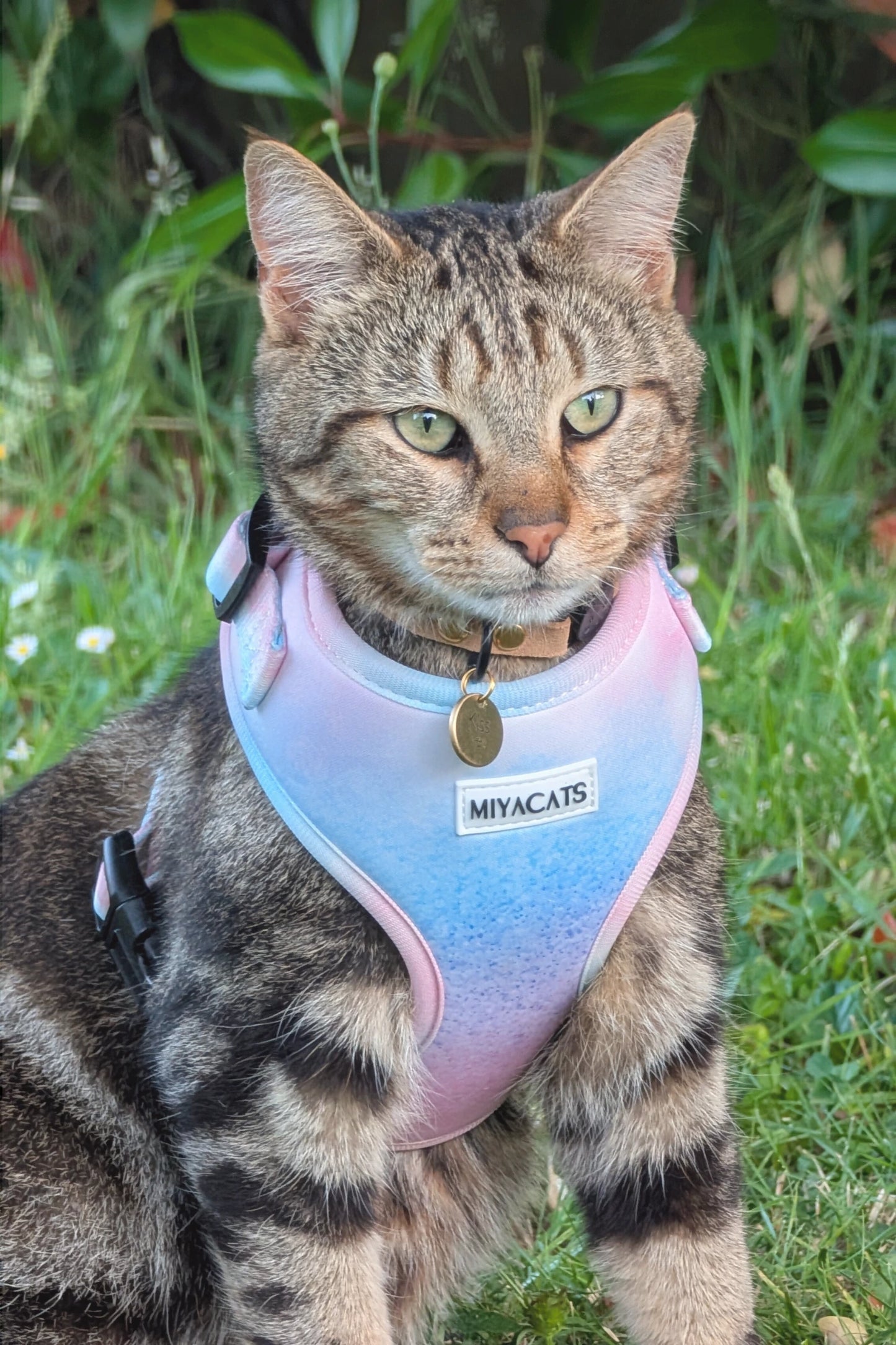 Miya Cats · Harnais & Laisses pour chats