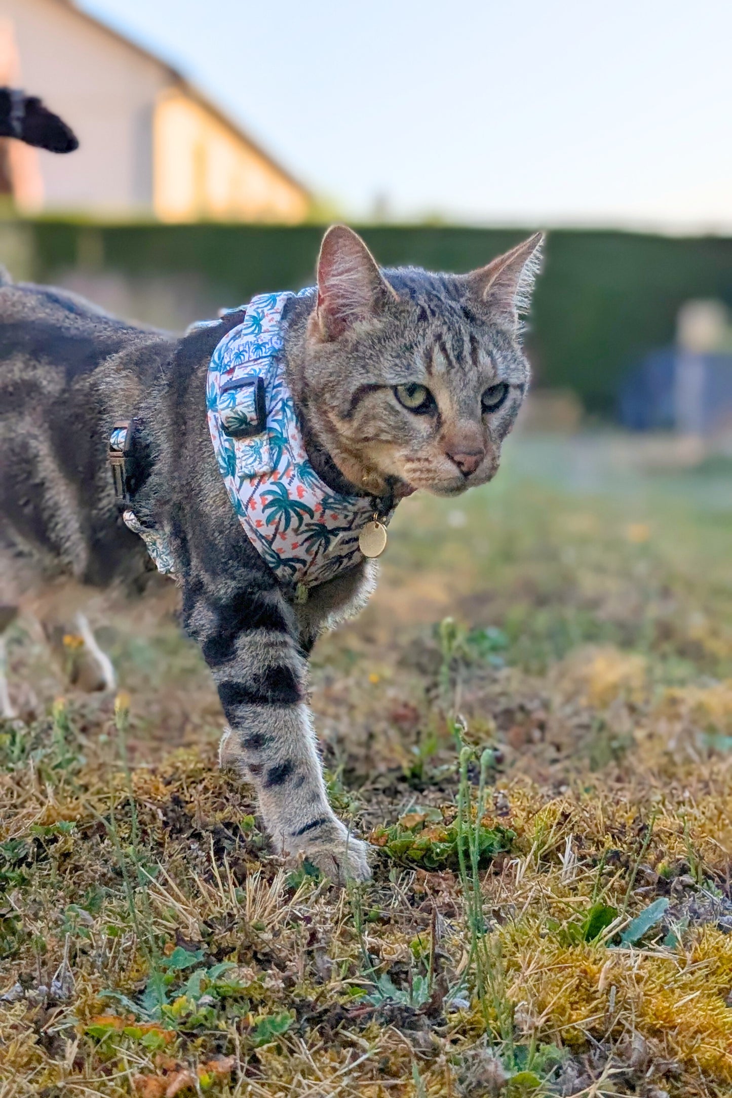 Miya Cats · Harnais & Laisses pour chats