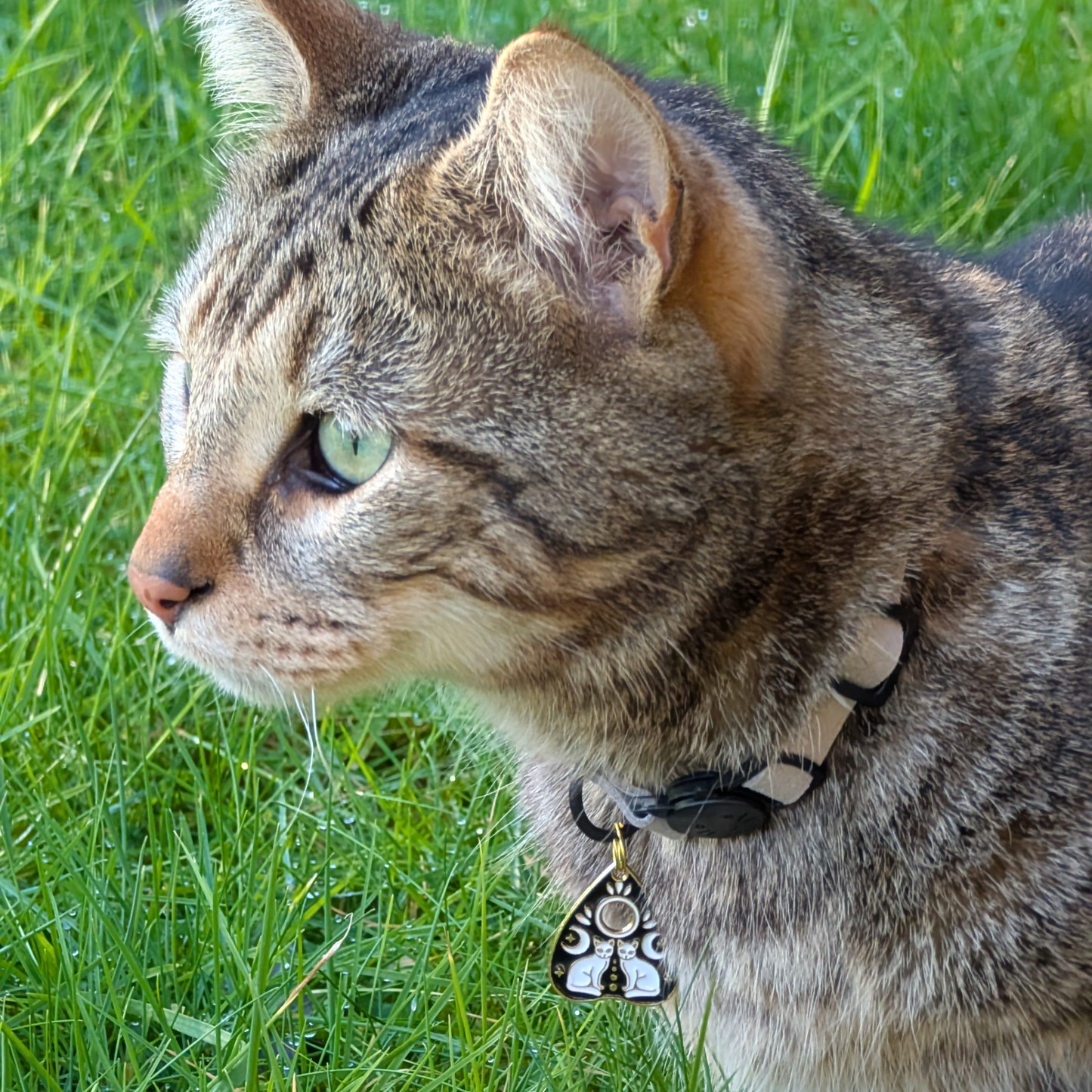 チャーム · ミスティック 🐈⬛