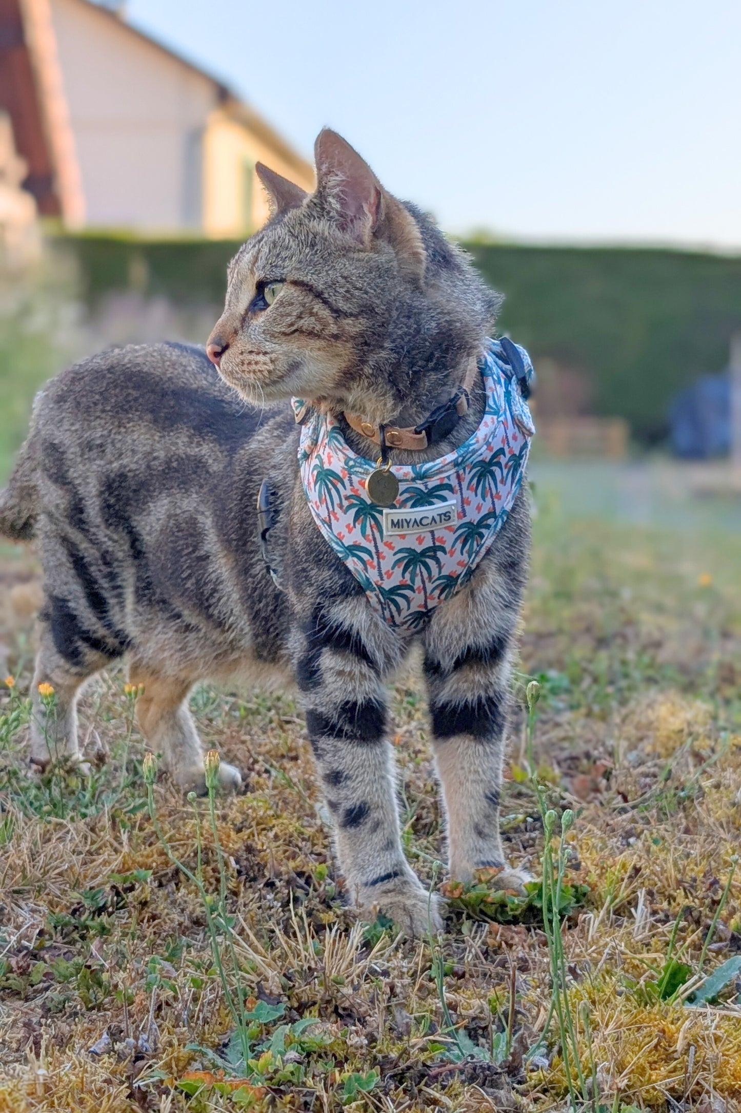 Miya Cats · Harnais & Laisses pour chats