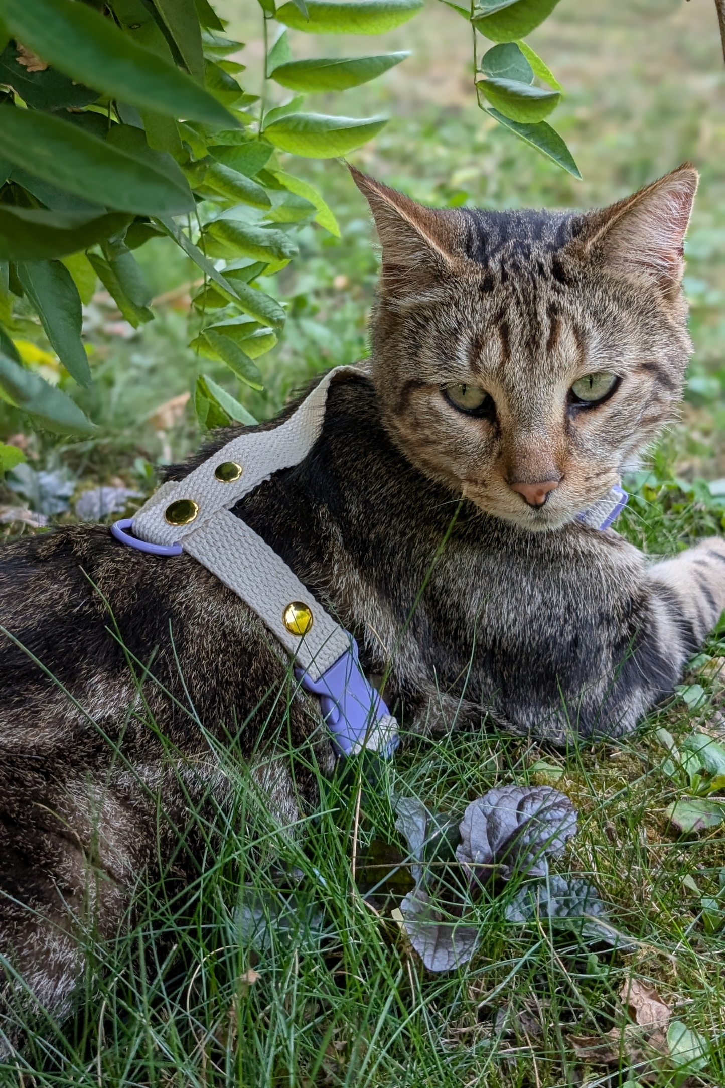 Miya Cats · Harnais H et Laisse