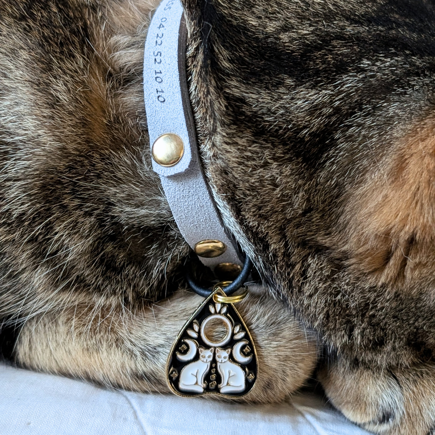 チャーム · ミスティック 🐈⬛