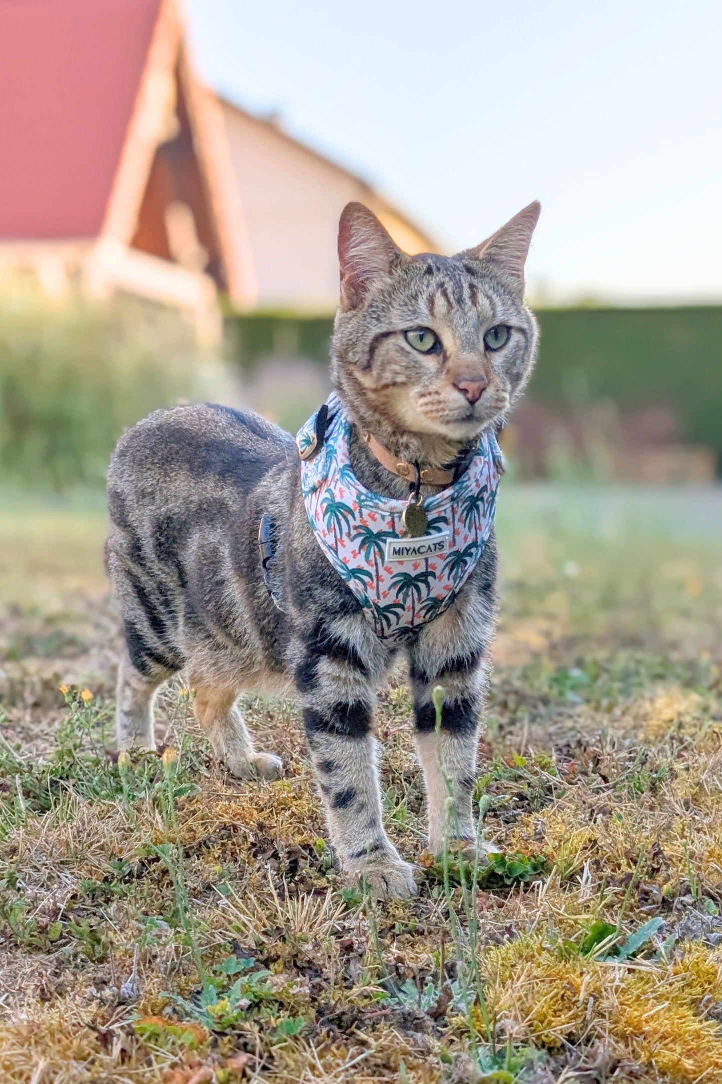 Miya Cats · Harnais & Laisses pour chats