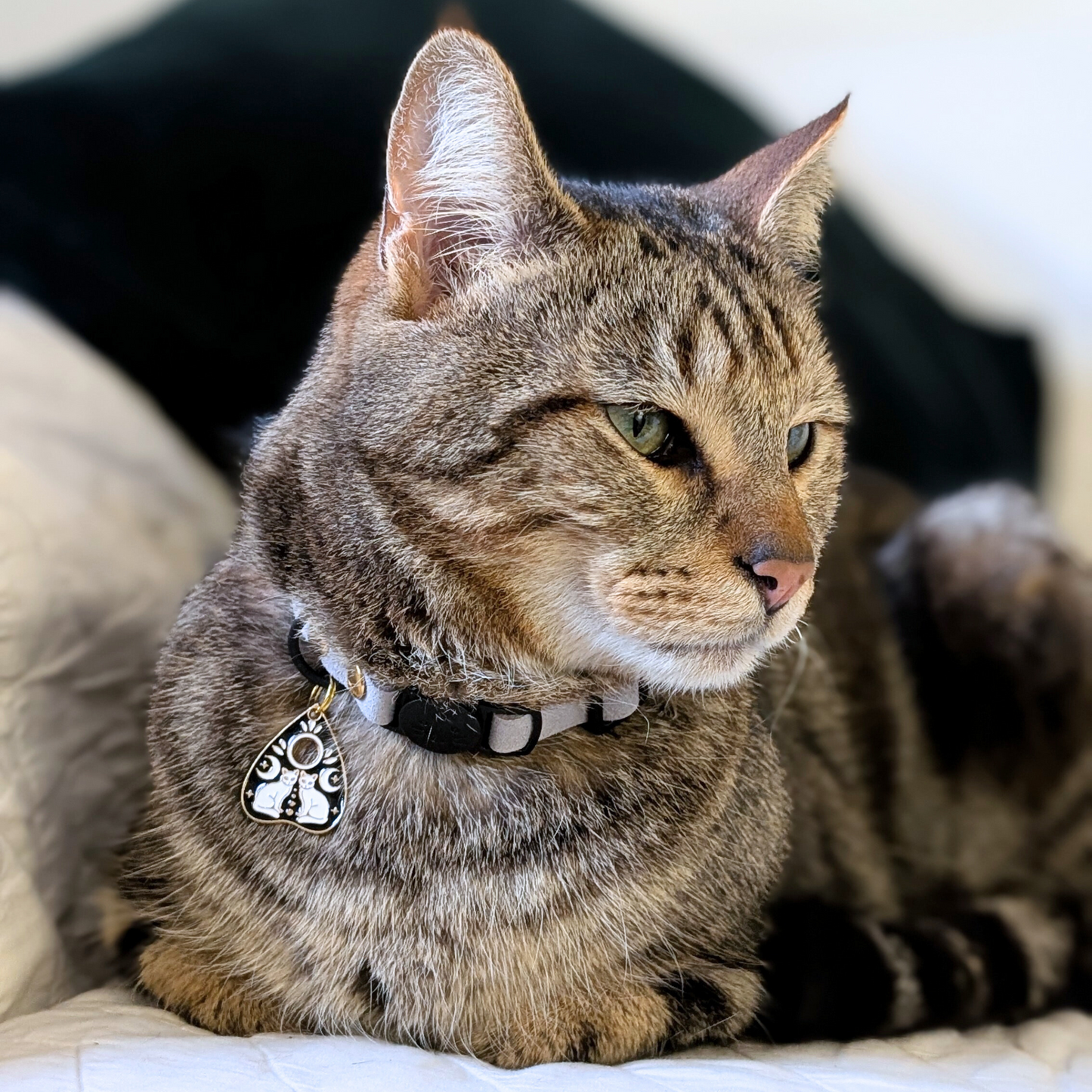 チャーム · ミスティック 🐈⬛