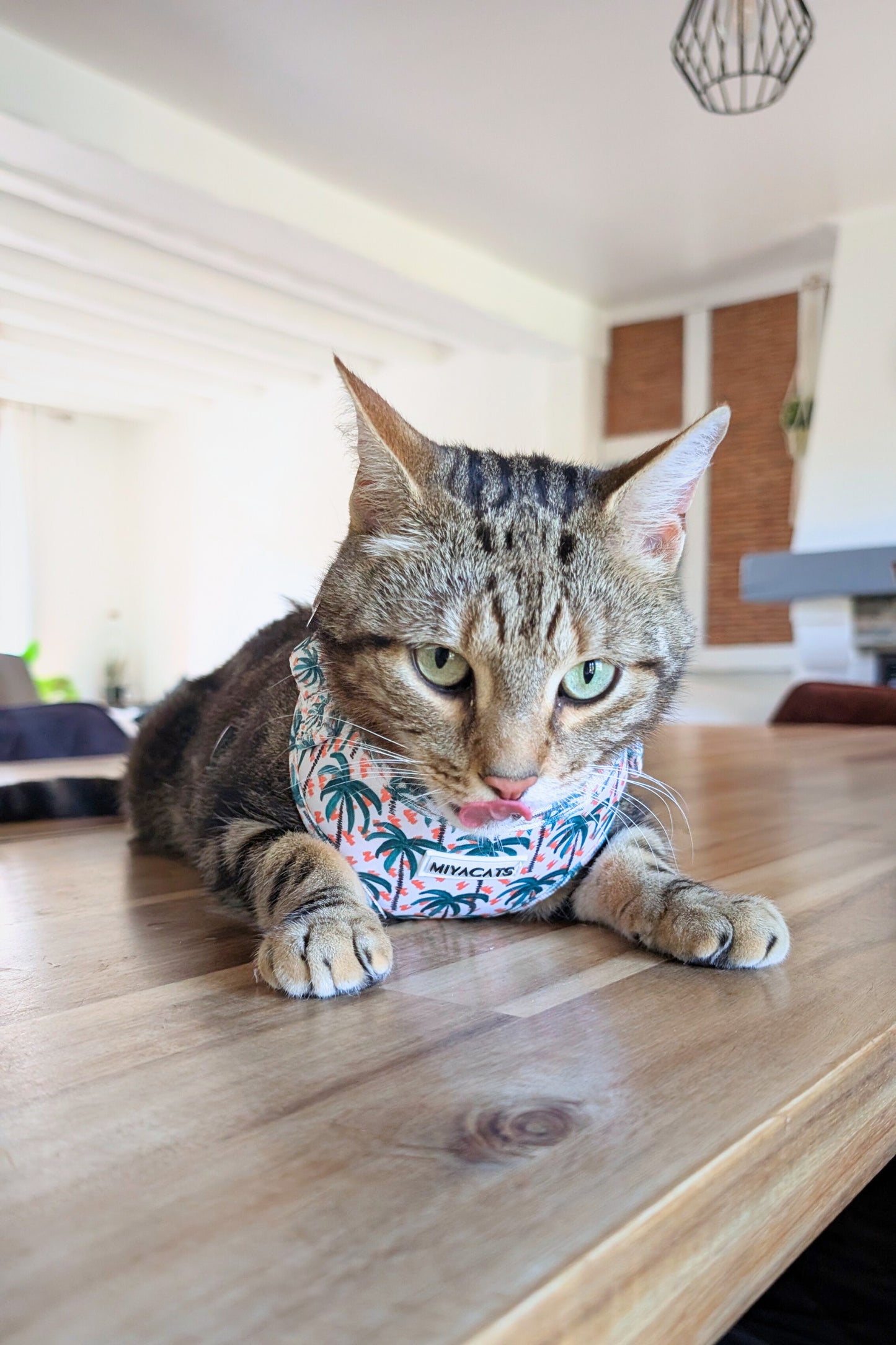 Miya Cats · Harnais & Laisses pour chats