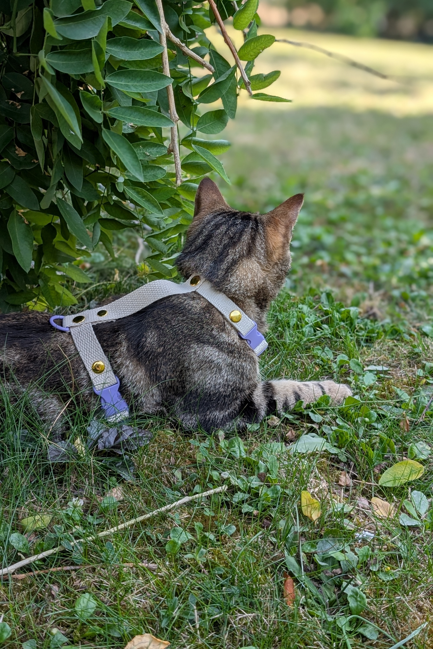 Miya Cats · Harnais H et Laisse