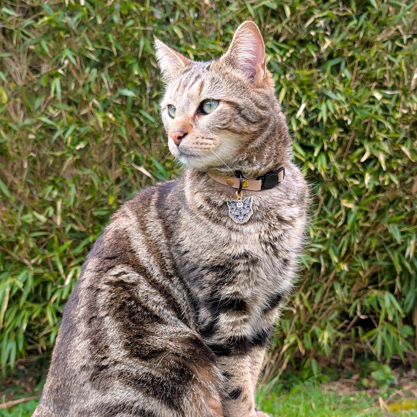 Miya Cats · Personalized Breakaway Collars for Cool Cats
