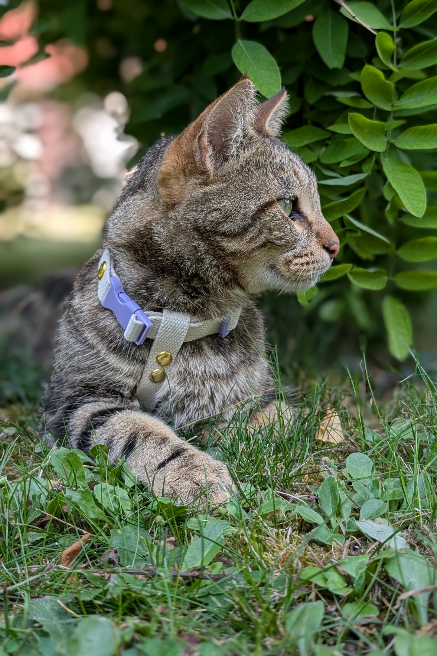 Miya Cats · Harnais H et Laisse