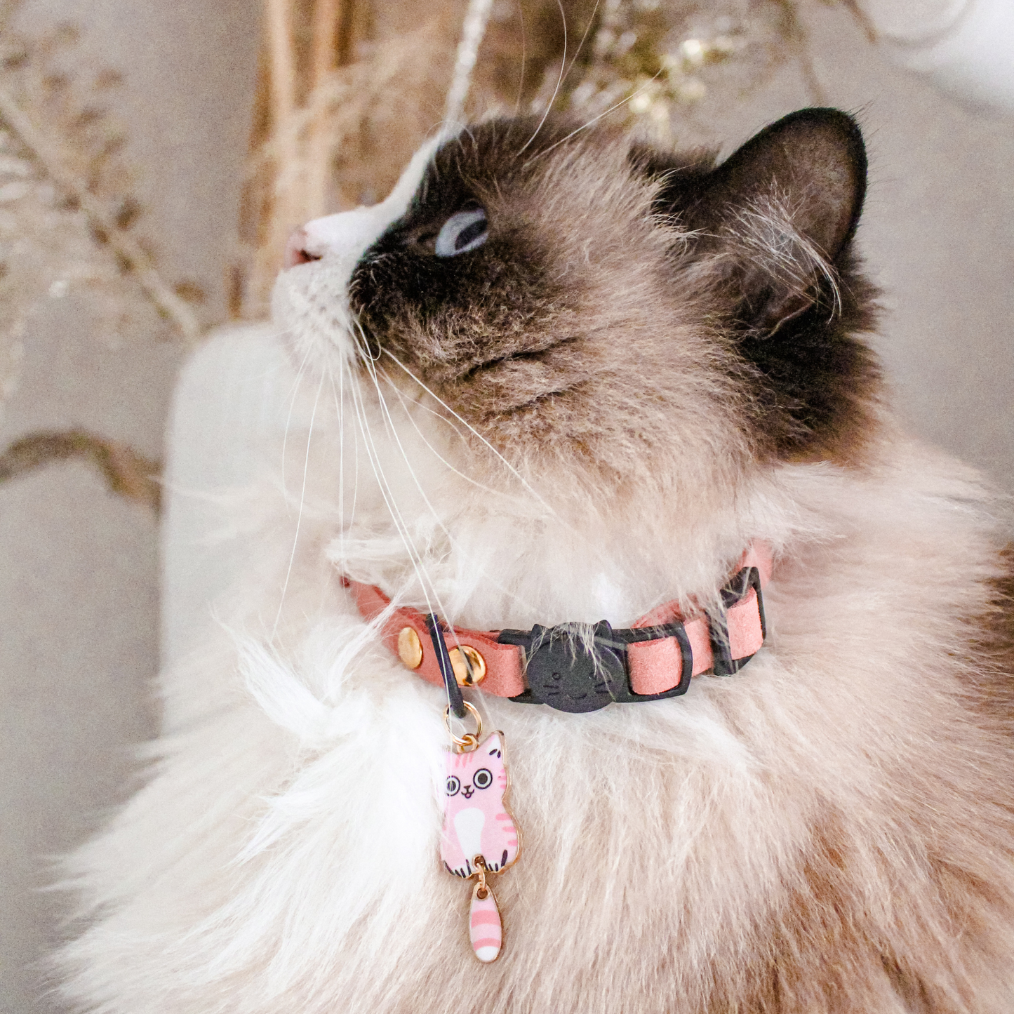 Miya Cats · Personalized Breakaway Collars for Cool Cats