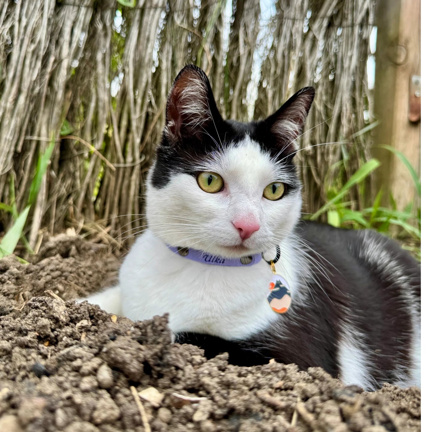 Miya Cats · Personalized Breakaway Collars for Cool Cats