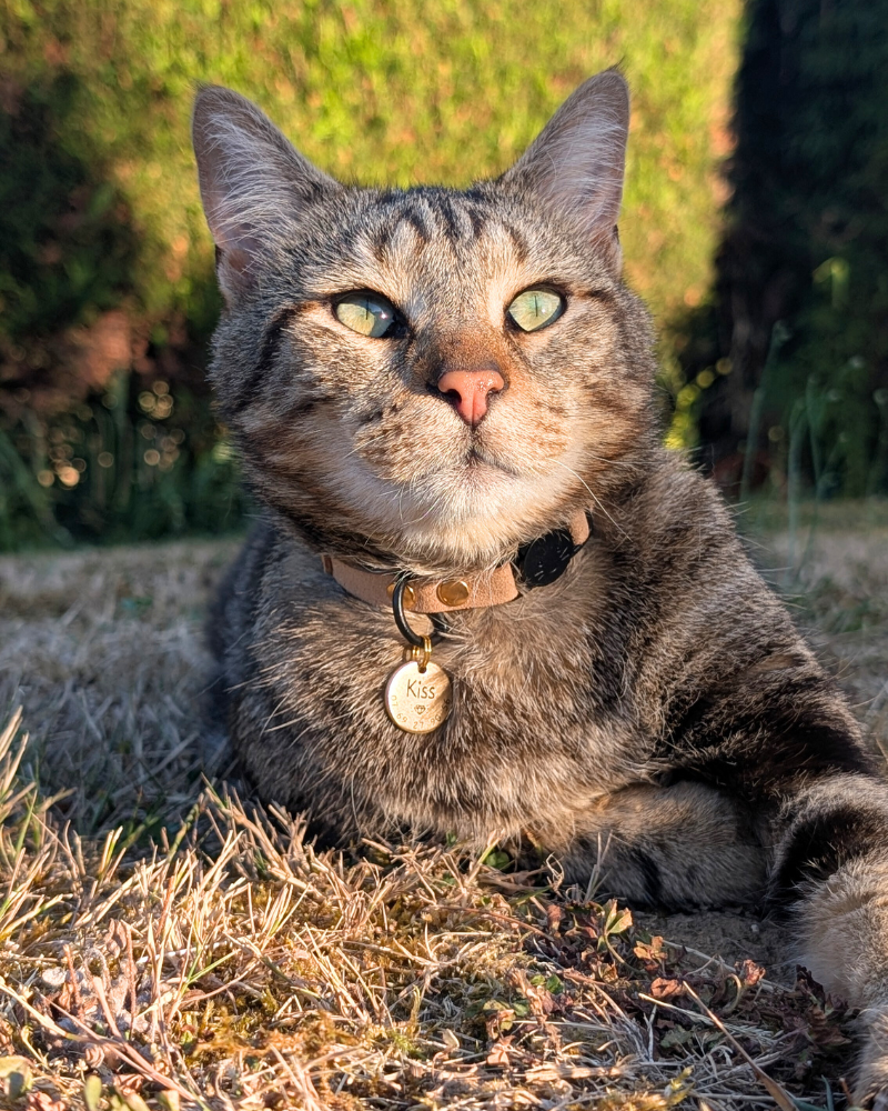 Miya Cats · Personalized Breakaway Collars for Cool Cats