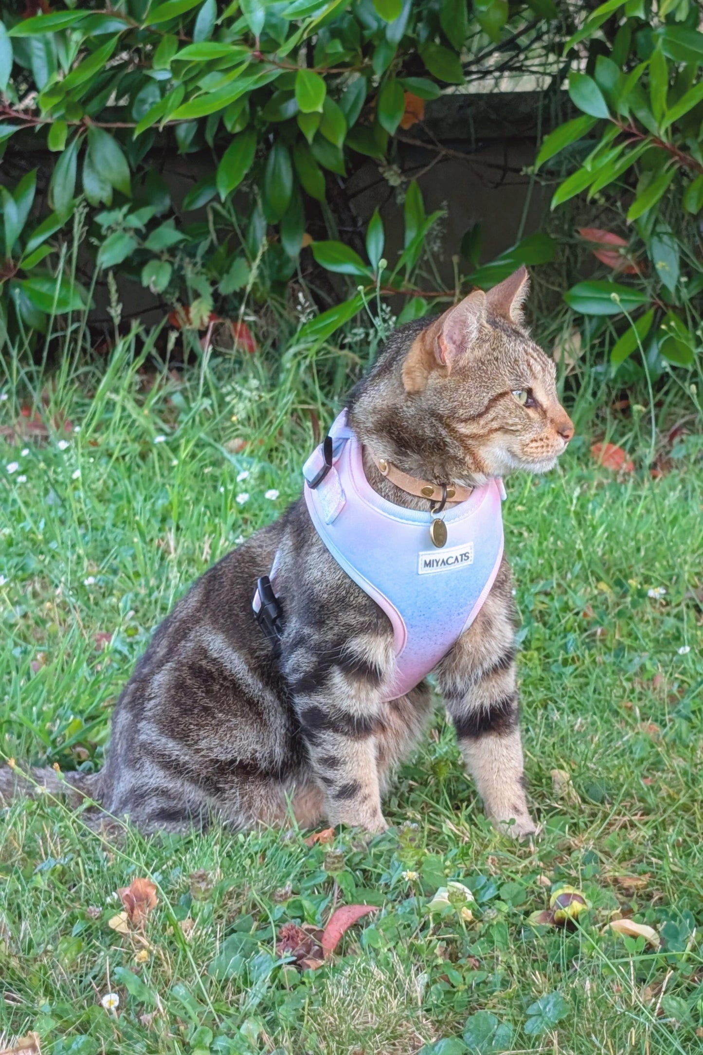 Miya Cats · Harnais & Laisses pour chats