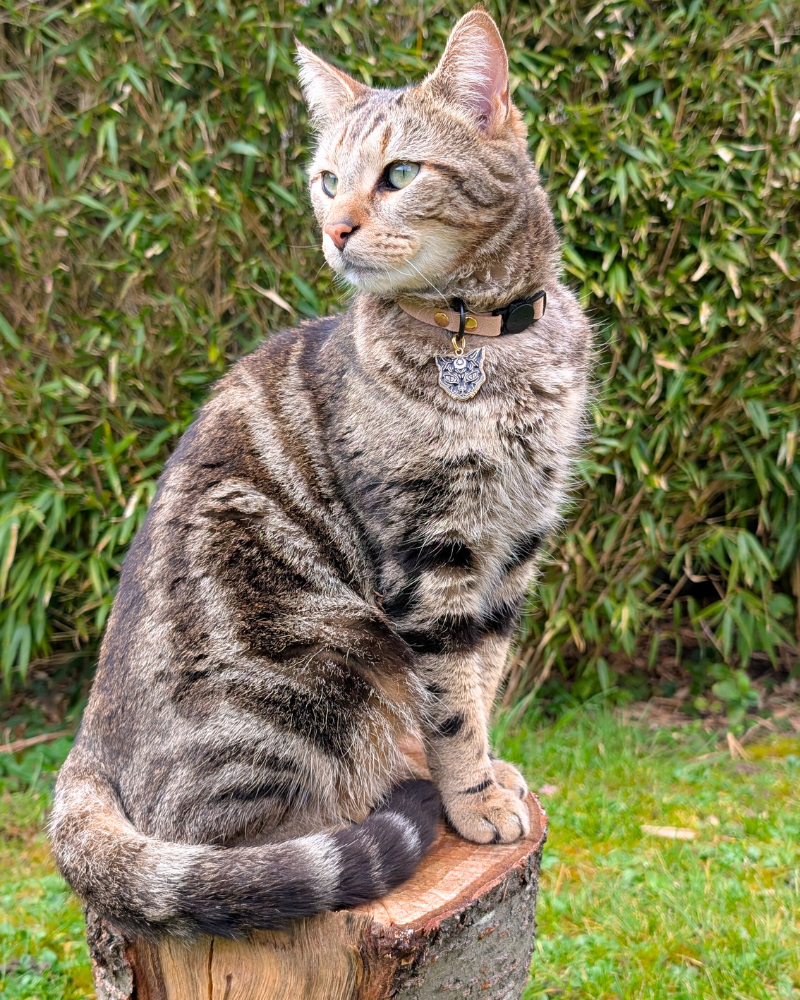 Miya Cats · Personalized Breakaway Collars for Cool Cats