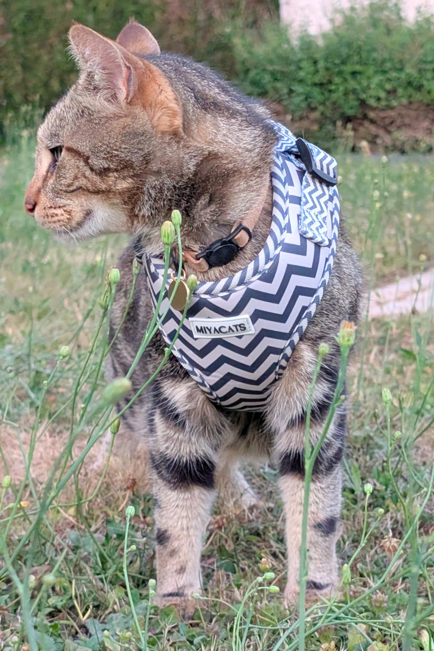 Miya Cats · Harnais & Laisses pour chats