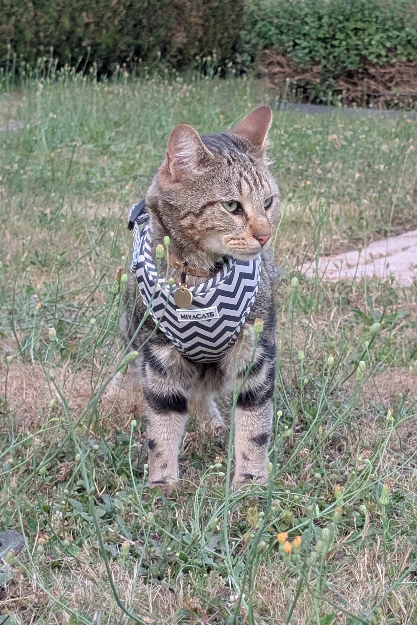 Miya Cats · Harnais & Laisses pour chats