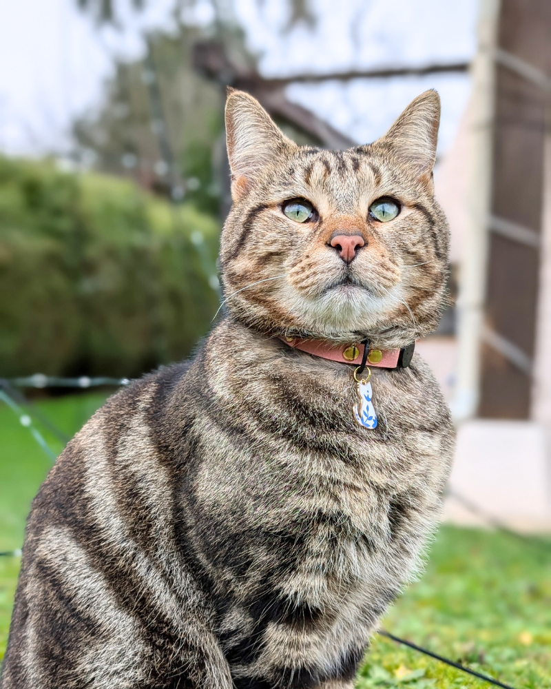Miya Cats · Personalized Breakaway Collars for Cool Cats