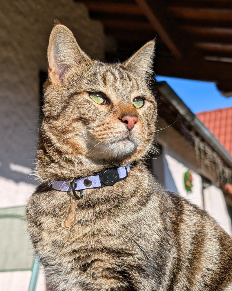 Miya Cats · Personalized Breakaway Collars for Cool Cats