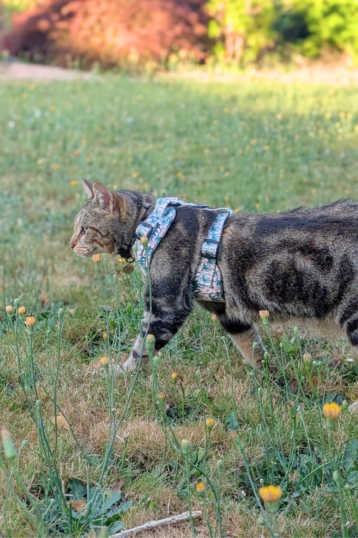Miya Cats · Harnais & Laisses pour chats