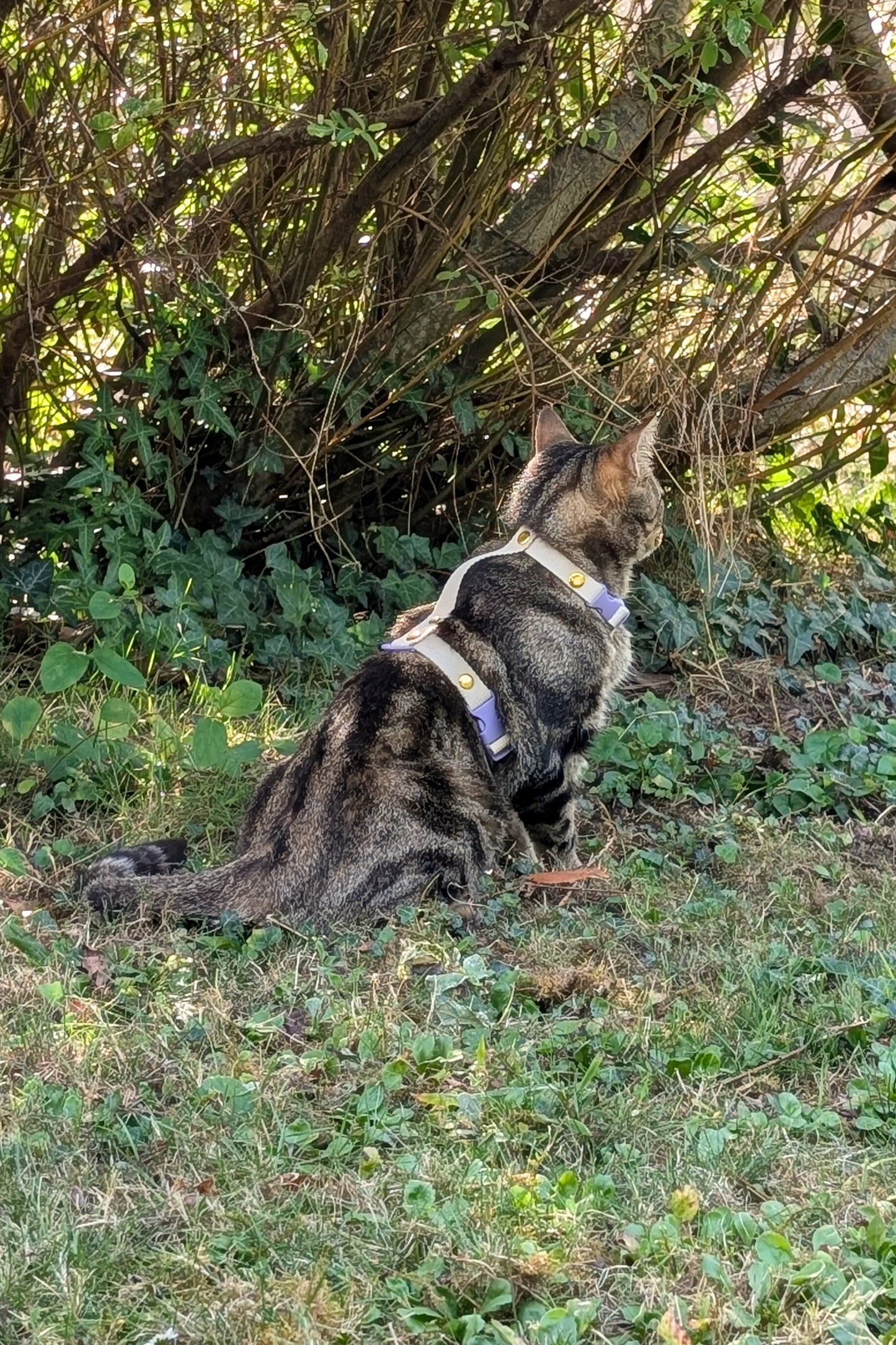 Miya Cats · Harnais H et Laisse