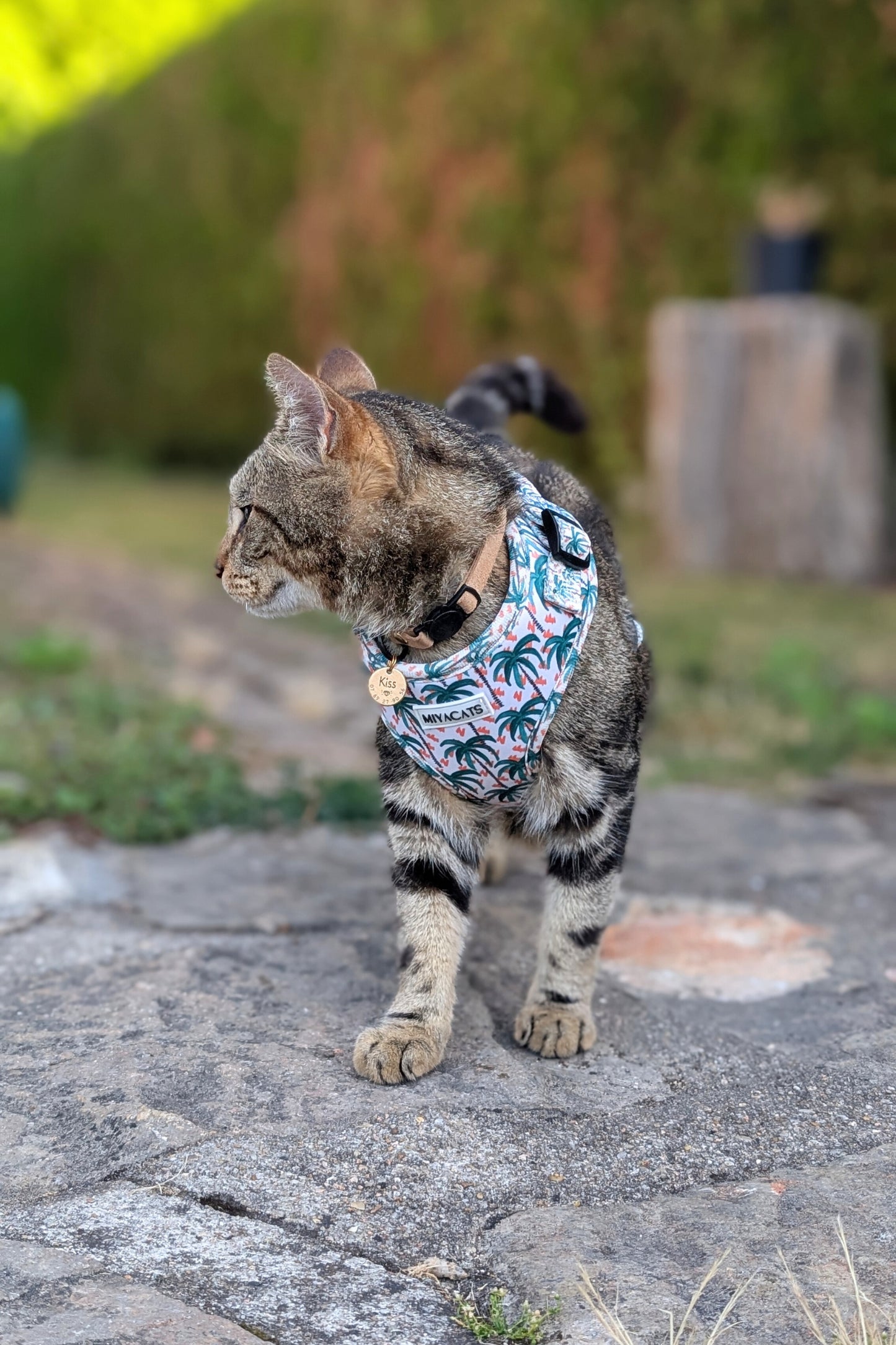 Miya Cats · Harnais & Laisses pour chats