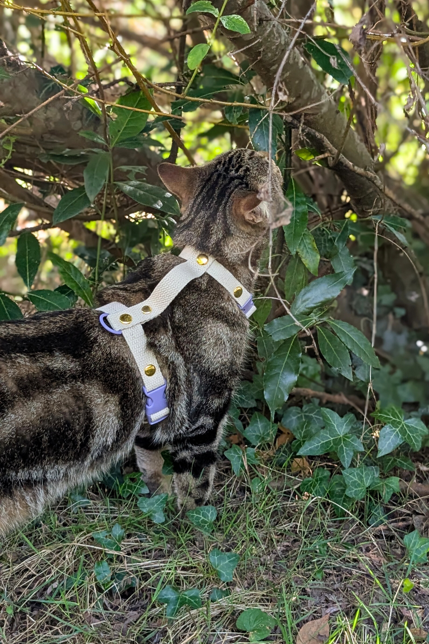 Miya Cats · Harnais H et Laisse