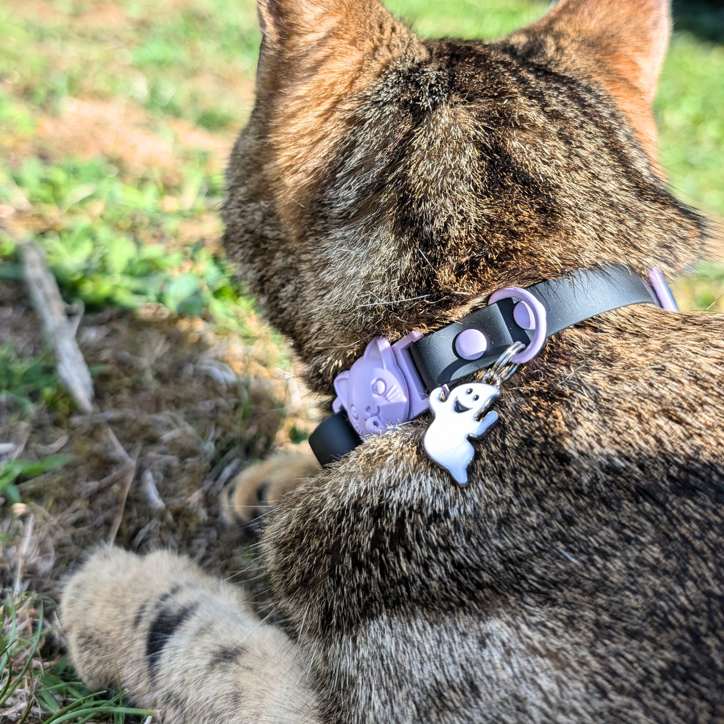Miya Cats · Personalized Breakaway Collars for Cool Cats