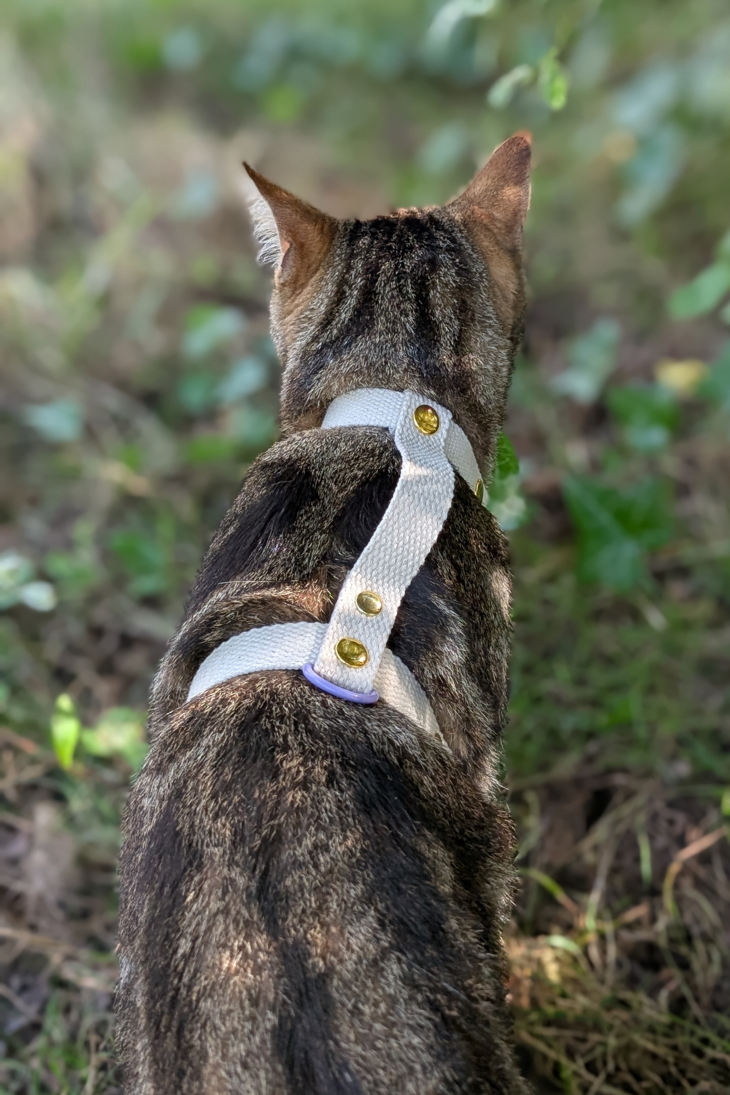 Miya Cats · Harnais H et Laisse