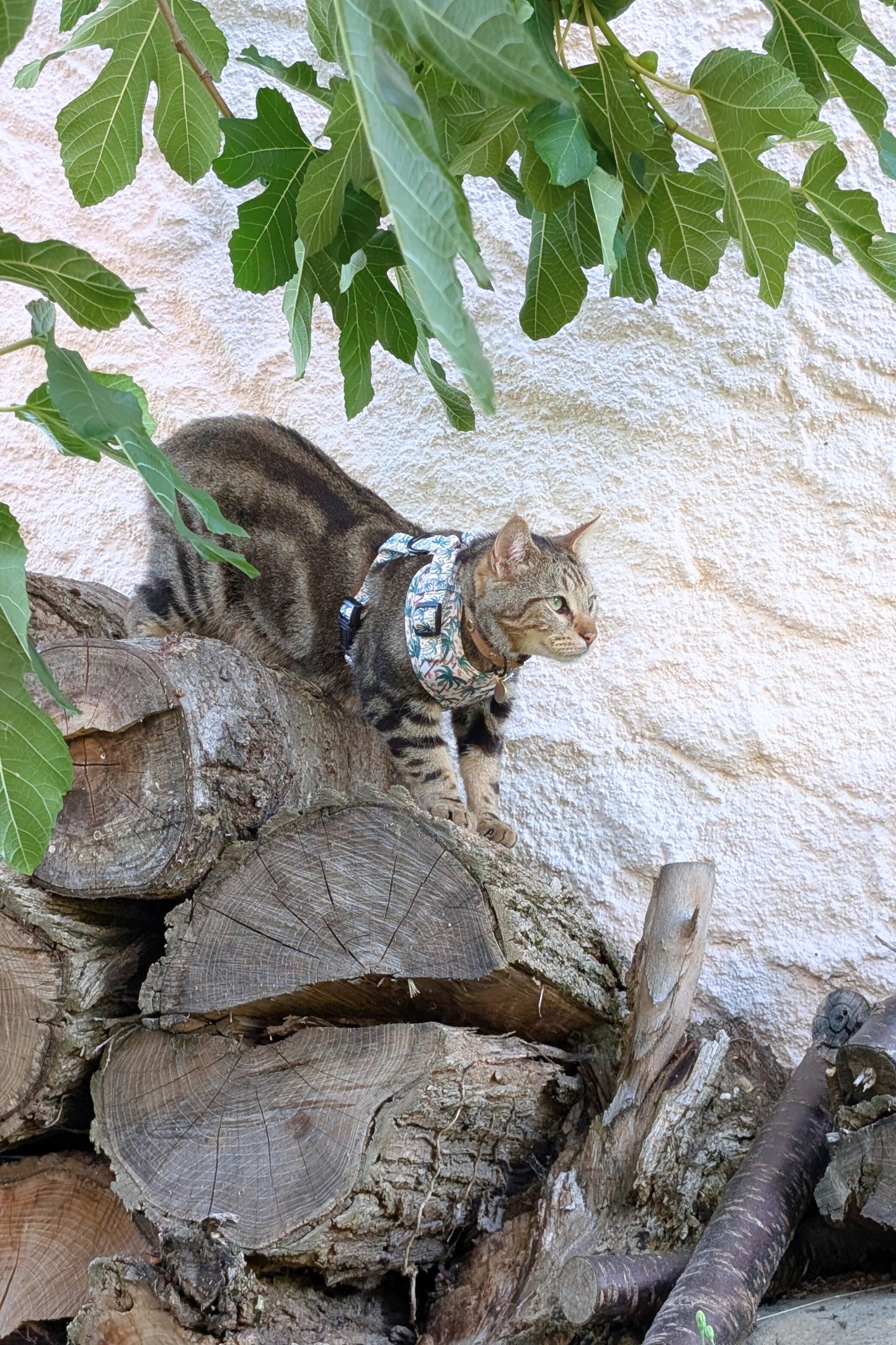 Miya Cats · Harnais & Laisses pour chats