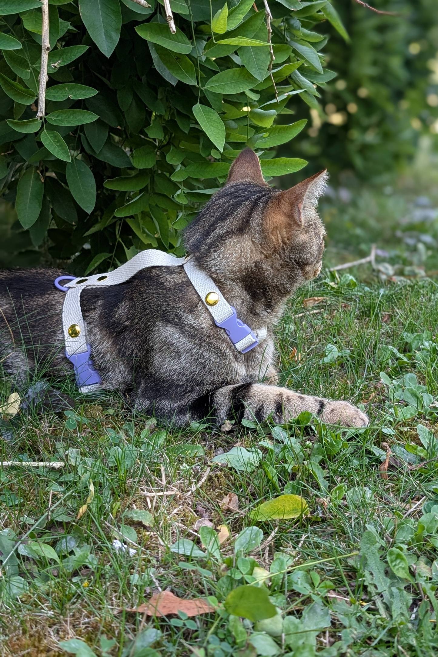 Miya Cats · Harnais H et Laisse