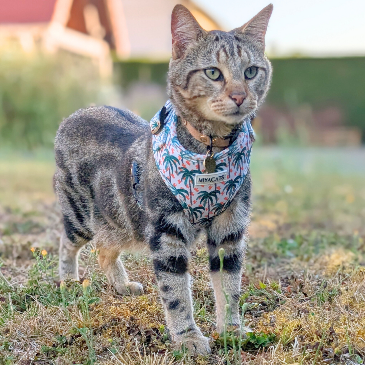 Miya Cats · Harnais & Laisses pour chats