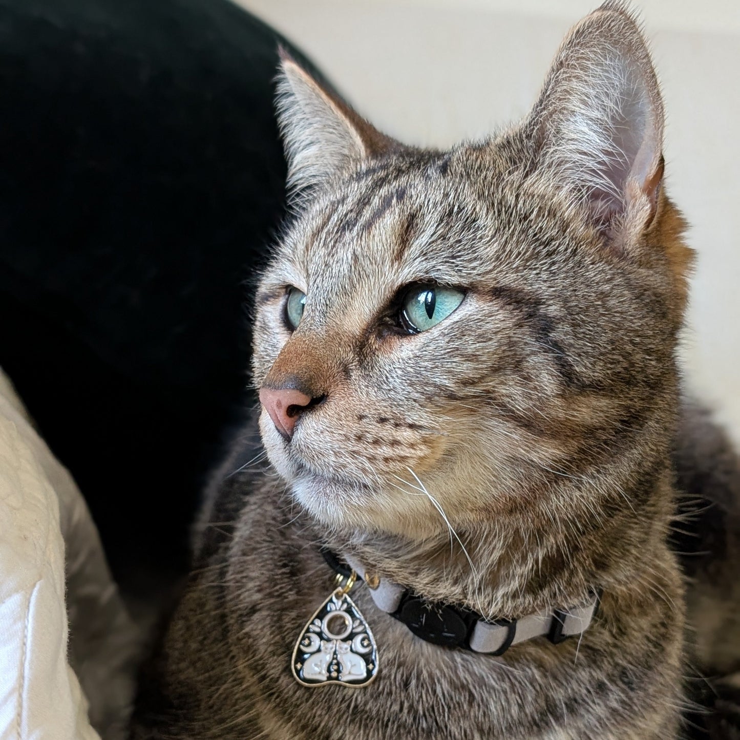 Miya Cats · Personalized Breakaway Collars for Big Cats (XL)