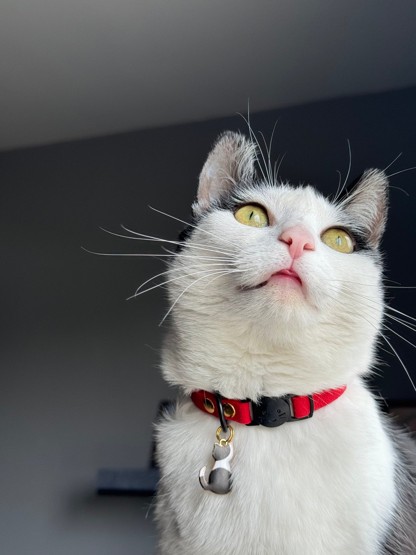 Miya Cats · Personalized Breakaway Collars for Cool Cats