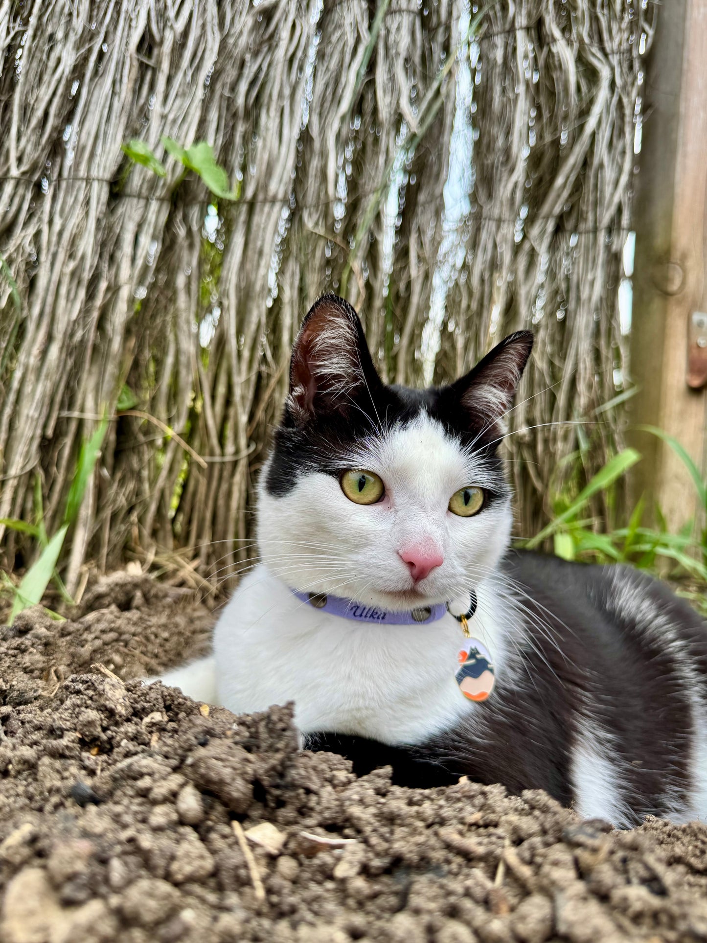 Miya Cats · Personalized Breakaway Collars for Cool Cats