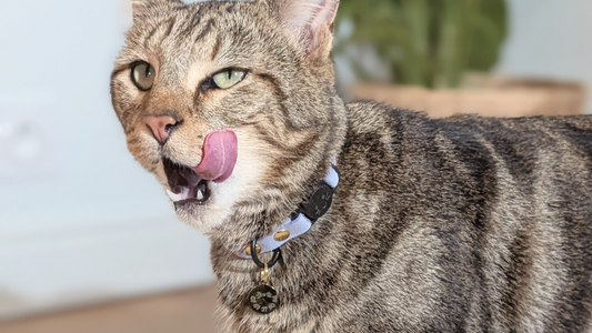 Collier GPS pour chat : comment retrouver votre félin en toute sécurité ?