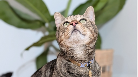 Colliers réfléchissants pour chats : la sécurité avant tout de nuit