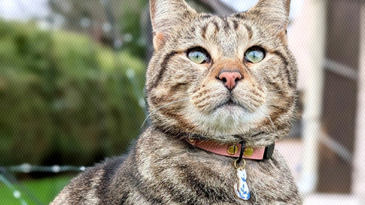 Les erreurs à éviter absolument quand on met un harnais à son chat