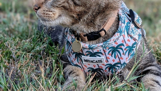 Peut-on promener un chat en laisse avec un harnais ? Nos conseils pour réussir vos balades