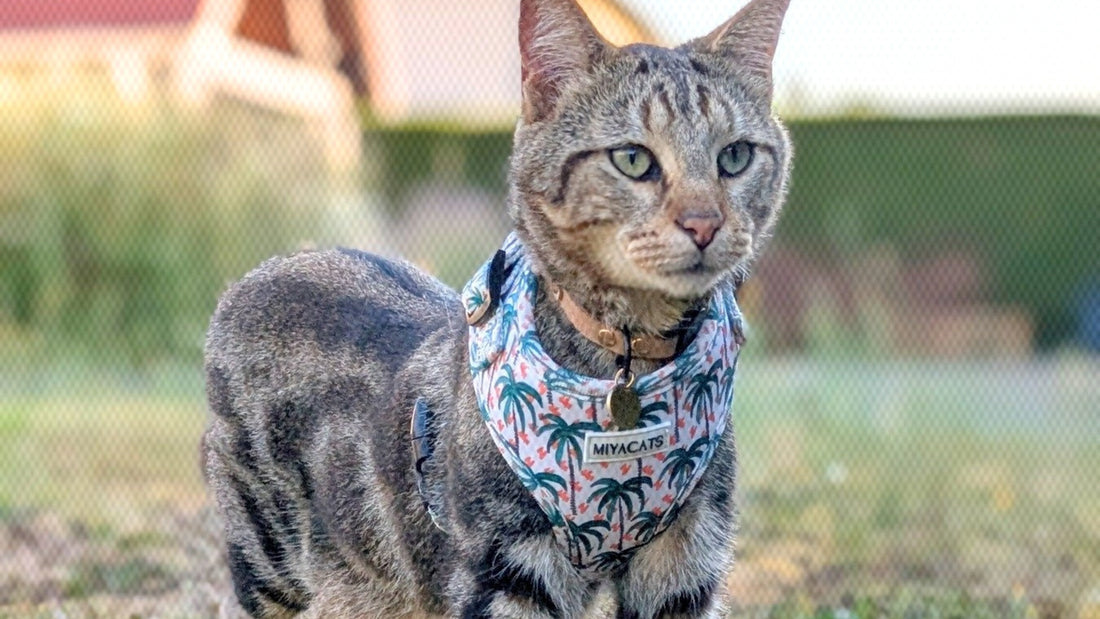 Comment choisir le harnais parfait pour son chat ?
