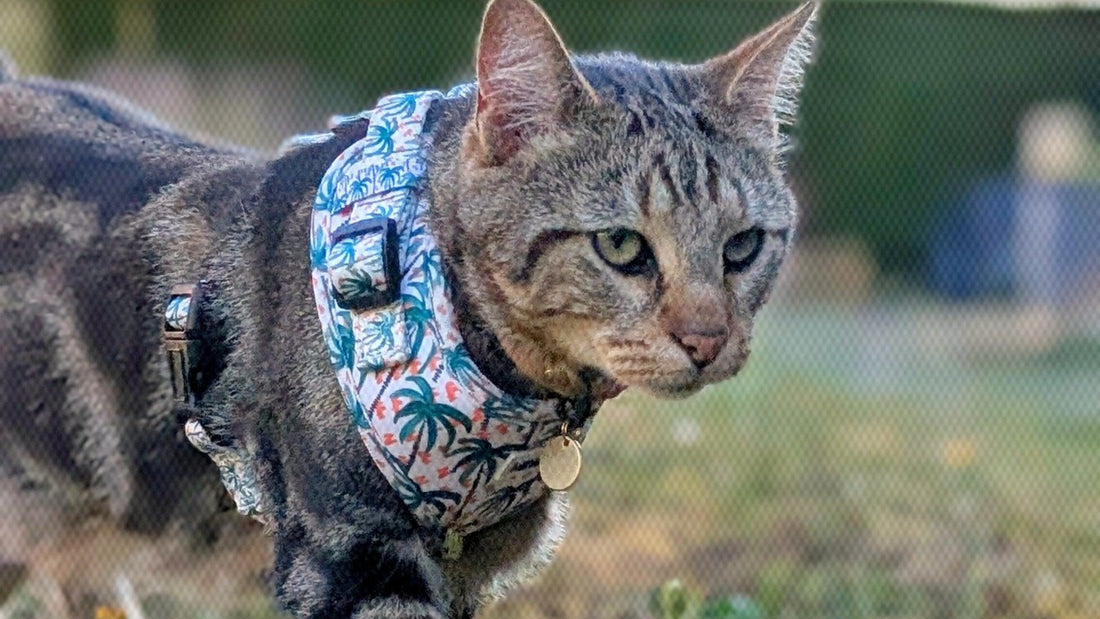 Comment habituer son chat à porter un harnais sans stress ?
