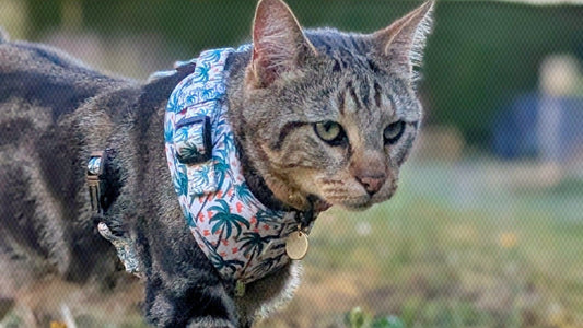 Comment habituer son chat à porter un harnais sans stress ?