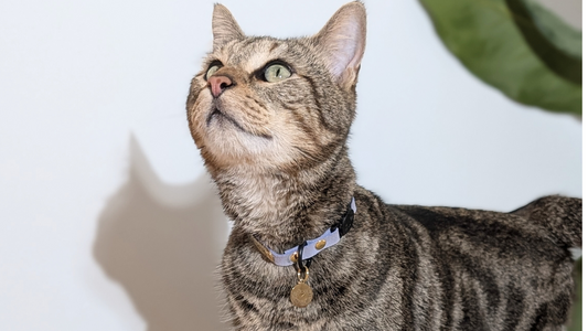 Collier anti-puces pour chat : efficace ou danger pour sa santé ?