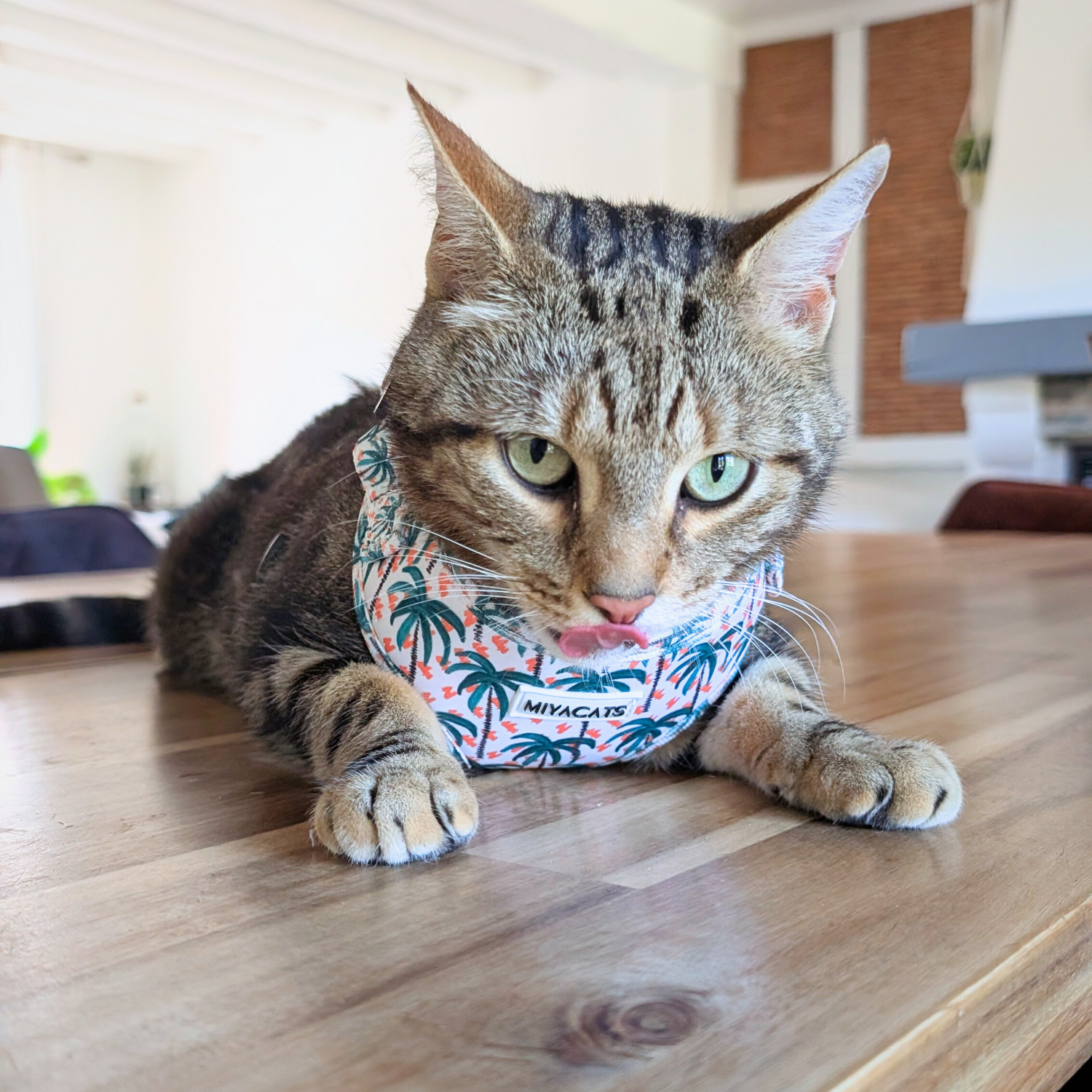 Harnais & Laisses pour chats