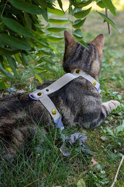 Miya Cats · Harnais H et Laisse