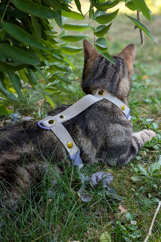 Miya Cats · Harnais H et Laisse