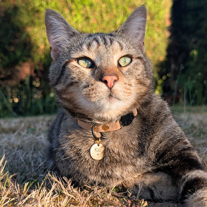 Miya Catsの首輪