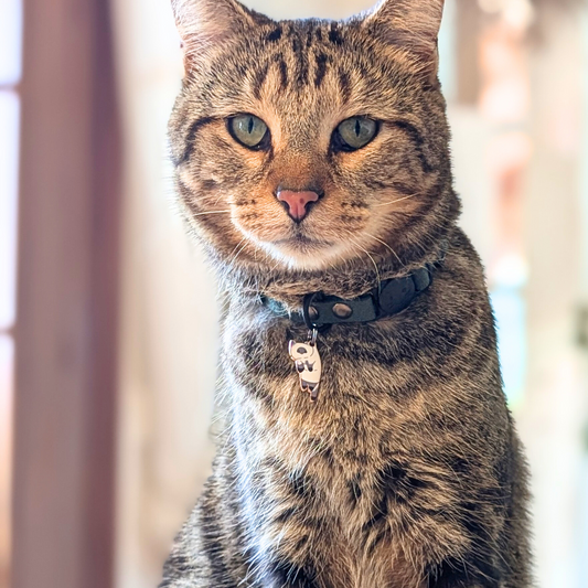 Médaille · Breloquette 🐈‍⬛