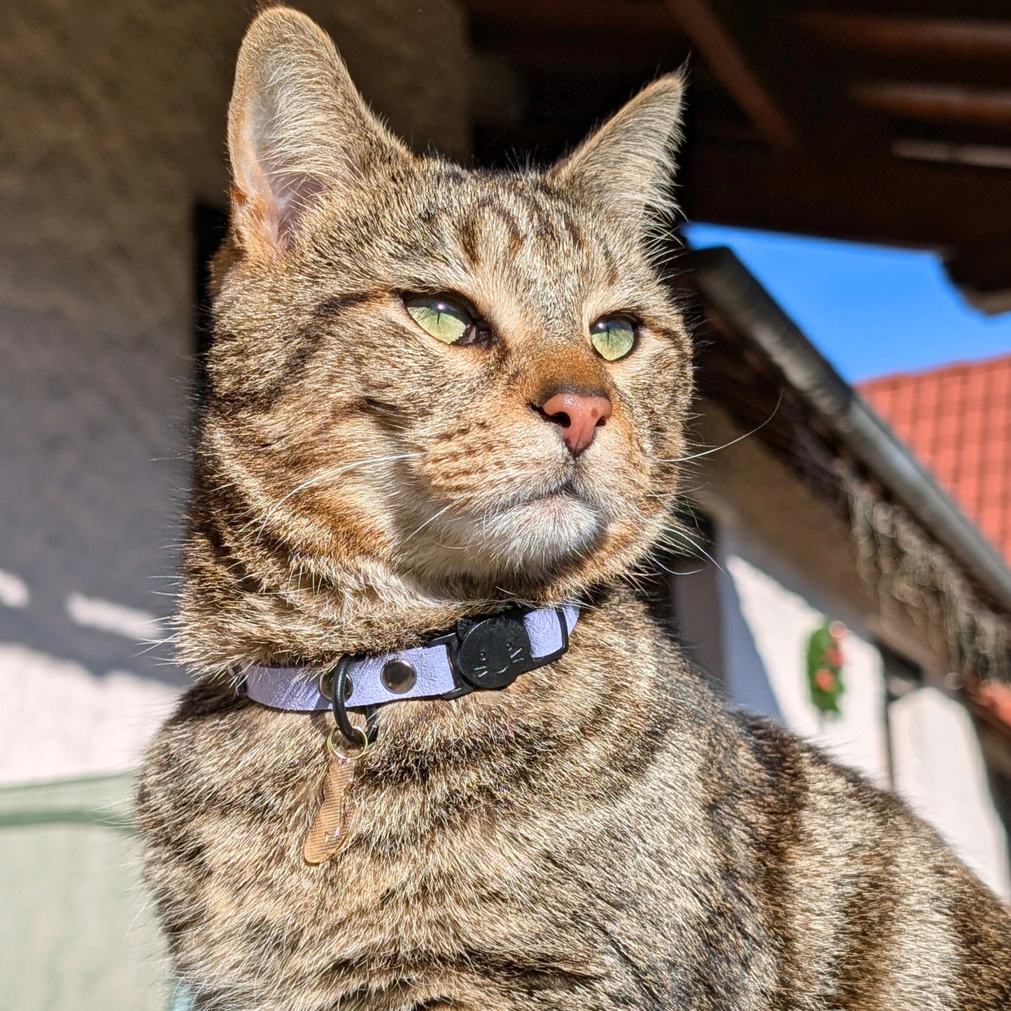 Miya Catsの首輪